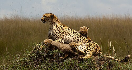 Masai Mara