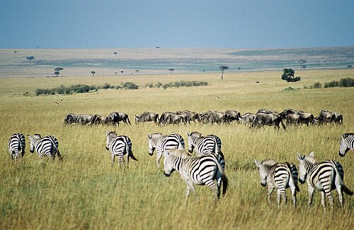 Masai Mara