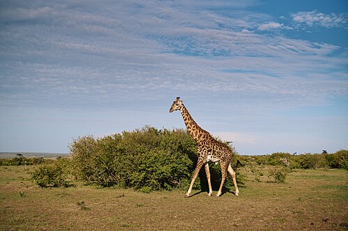 Masai Mara