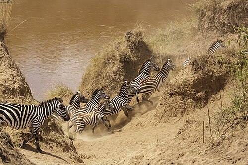 Masai Mara